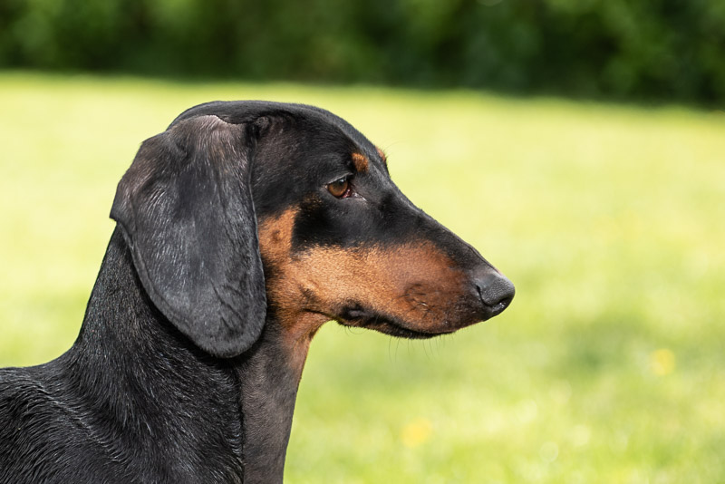 dachshund dog pet photographer