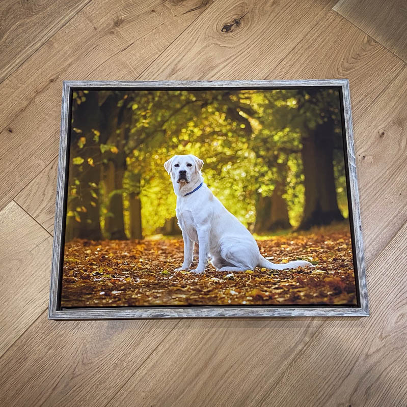 Portrait of a labrador in autumn colours in a wood in Hughenden