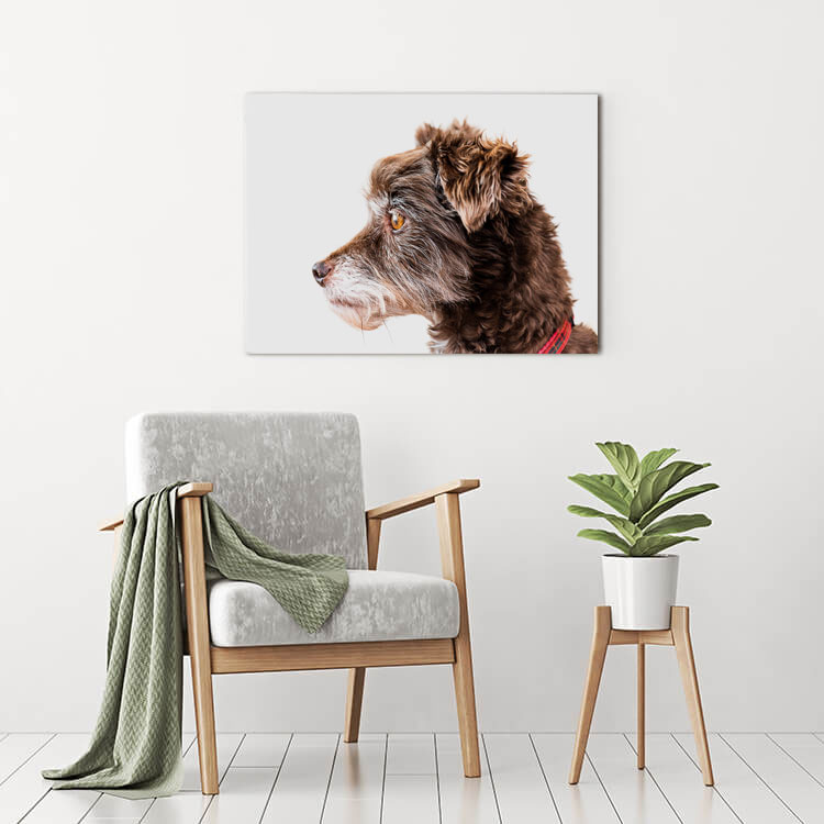 Wall Art Dog Portrait - Acrylic Print