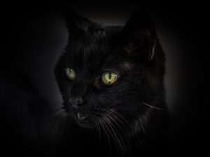 Black Cat Portrait