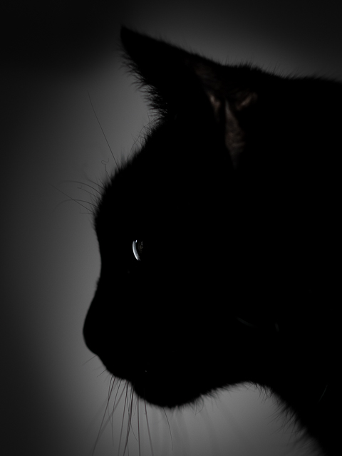 Black cat Fine Art Portrait