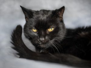 Marley black cat sitting on a bed